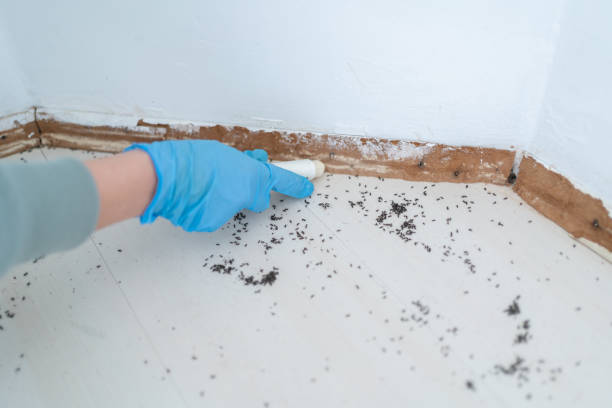 Trusted Okemos, MI Pest Control Experts